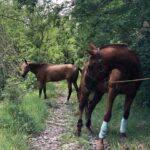 Конный клуб