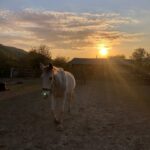 Конный клуб