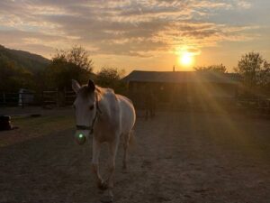 Катание на лошадях