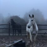 Конный клуб