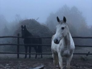 Катание на лошадях